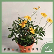 Euryops Plant with plastic pot Live Plant - FLB060