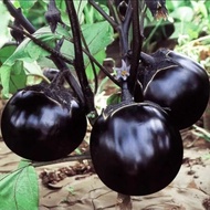 Round Eggplant Seed Eggplant Seed High-Produced Black Purple Large Round Vegetable Seed Eggplant See