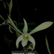 Anggrek dendrobium berbunga