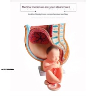 DiscountTeaching Model Human Pregnancy Fetal Development 9Th Month Embryonic Pelvic Model Fetal Feta