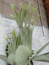 P. veitchii （auburn riverx P. willinckii）金鋼狼