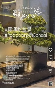 #羅漢松盆景 #PodocarpusBonsai