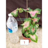 Caladium Bicolor ( Mix )