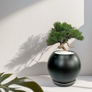 【專人雕塑】真柏 盆栽 送禮開幕新居喬遷升官送禮自用擺設