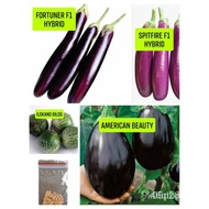 Taron/eggplant seeds-American beauty-Ilocano bill-Spitfire F1-Fortuner F1 seeds/history Converse sho