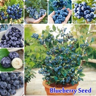 30 Seeds Blueberry Seed for Planting American Giant Blueberry Plant Seeds Fruit Seeds Bonsai Dwarf Tree seeds