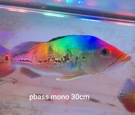 ikan pbass mono 30cm