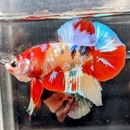 Hmpk Red Koi Galxy Multicolour Gold Super Grade Ikan Cupang Betta Fis