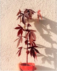 ใGWใMaple tree / Maple leaf / Pokok Maple Merah / ๆซๅถ
