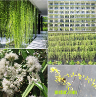 MM- Curtain creeper sapling / Anak pokok Lee Kuan Yew