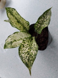 AGLAONEMA DIFFERENT VARIETY-FIRST DIAMOND AND SULTAN PINK - indoor outdoor plant - rooted and ready to plant(available for luzon area only)