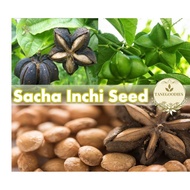 10pcs Seed Sacha Inchi Biji Benih Plukenetia Volubilis 印加果 美藤果种子