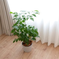 【室內盆栽】旺旺樹(小) 開幕盆栽 盆栽送禮 升遷送禮 發財樹