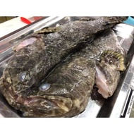 FRESH FROZEN Grouper Fish / Ikan Kerapu 石斑鱼900-1KG per piece