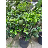 Pomelo Plant/Citrus maxima (Burm.) /Fruit Plant/Outdoor Plant