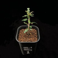 SG2464-索娜乳香/索科特拉島經典品種🔥多肉植物小盆栽禮物🔥