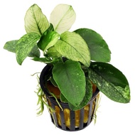 SG READY STOCK | Anubias Nana “Varigated” in pot