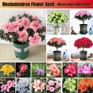 Rare Rhododendron Flower Seed for Sale Bonsai Seeds for Planting Pokok Bunga Merah Azalea Benih Pokok Bunga Biji Benih