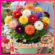 100% Original 10pcs Fresh Dahlia pinnata Seeds for Planting and Gardening Small Dahlia Flower Plant 
