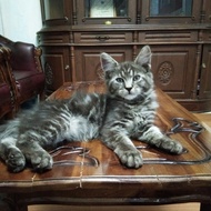 Kucing MaineCoon Jantan Asli no mix. line Ped CFA GARANSI KEASLIANNYA