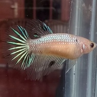 CUPANG FEMALE KOI FANCY SOLID AVATAR EMERALD NEMO GRADE 35K (CONTOH)