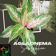 Aglaonema Sabsakhon Live Plants