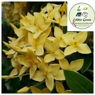 1 x Keratan Pokok Bunga Ixora Kuning, Siantan, Jarum atau Pecah Periuk (Ixora Coccinea)