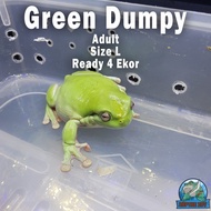 KATAK GREEN DUMPY BUKAN KODOK PACMAN FROG