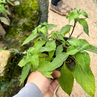 White basil plant - medicinal plant (real photo).