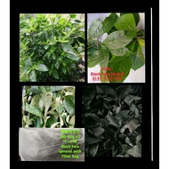 Takde COD:No COD:黑面将军(新鲜/Fresh 干叶/Dry )Black General Pecah  Beling