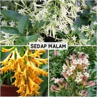 Pokok bunga sedap malam cestrum nocturnum night blooming fragrant wangi real plant kuning putih peac