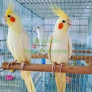 Burung Falk Lutino Sepasang Dewasa