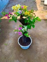 tanaman hias bugenvil bunga tumpuk warna warni