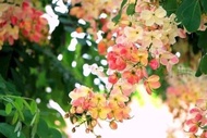 🌸ต้นคูณสายรุ้ง(คูณชมพู)  ช่วยเสริมความเป็นสิริมงคลมีความเจริญก้าวหน้าในทุกๆด้าน ต้นคูนสายรุ้งเป็นไม้