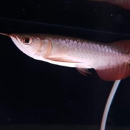 Arwana Super Red / arowana anakan / baby arwana super red