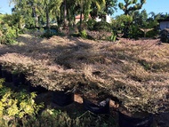 African Talisay Variegated