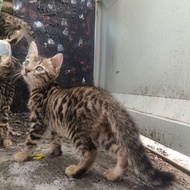 Kucing Bengal Mix