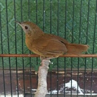 Burung Tieumi Atau Wambi Mini Import New Stok