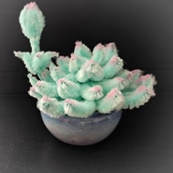 Unique Handmade Artisan Succulent