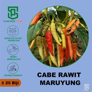 PlantSeed - 25 Benih Bibit Cabe New MARUYUNG Cabai Rawit Unggul