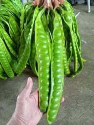 PETE SEGAR SUPERAN ISI 20 LONJOR/PETE TUA/PETE SEGAR PILIHAN/PETAI SEGAR/PROMO PETE MURAH/PETE WONOG