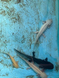 Axolotl Salamander Dogfish Walking fish