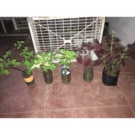 mayana/coleus live plant rooted 5 pcs for 80 pesos