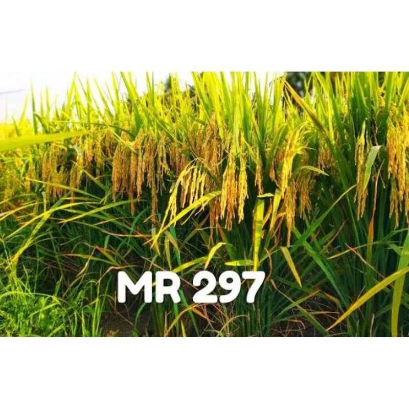 Promoo benih/bibit padi MR297 kemasan 1kg kualitas supper unggul