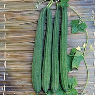 Ramgo Seeds Patola Datu Hava(10Seeds repack)