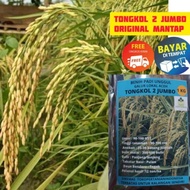 amerraen COD tongkol2 jumbo benih padi Galur lokal Aceh berkualitas.