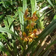 Cymbidium ensifolium anggrek tanah bunga kuning | Anggrek tanah cantik