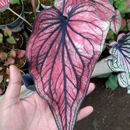 tanaman hias Caladium hybrid red stone