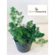 <Greenheavenz> Asparagus Live Plant Pokok Fern Paku Pakis Hiasan Indoor 蓬莱松
