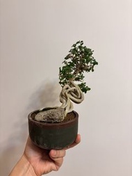 台灣壽娘子$380😍  香港掌上盆專門店·讓綠植點綴生活🌱 支持本地小店請讚好👍🏻  #香港盆栽 #日本盆景 #掌上盆栽 #室內植物🥳